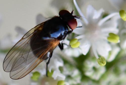 Silba fumosa